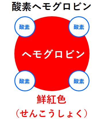 鮮紅色 暗赤色|酸素ヘモグロビンはどうして鮮紅色なのでしょうか？